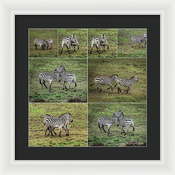 Zebras in play - Framed Print