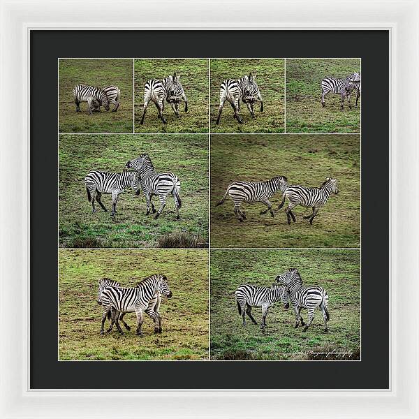 Zebras in play - Framed Print
