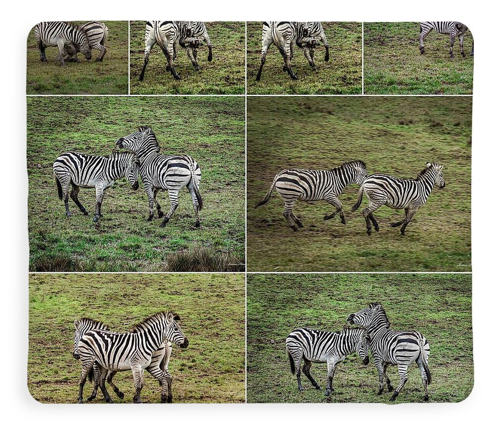 Zebras in play - Blanket