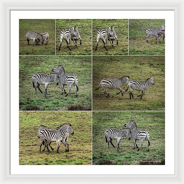 Zebras in play - Framed Print