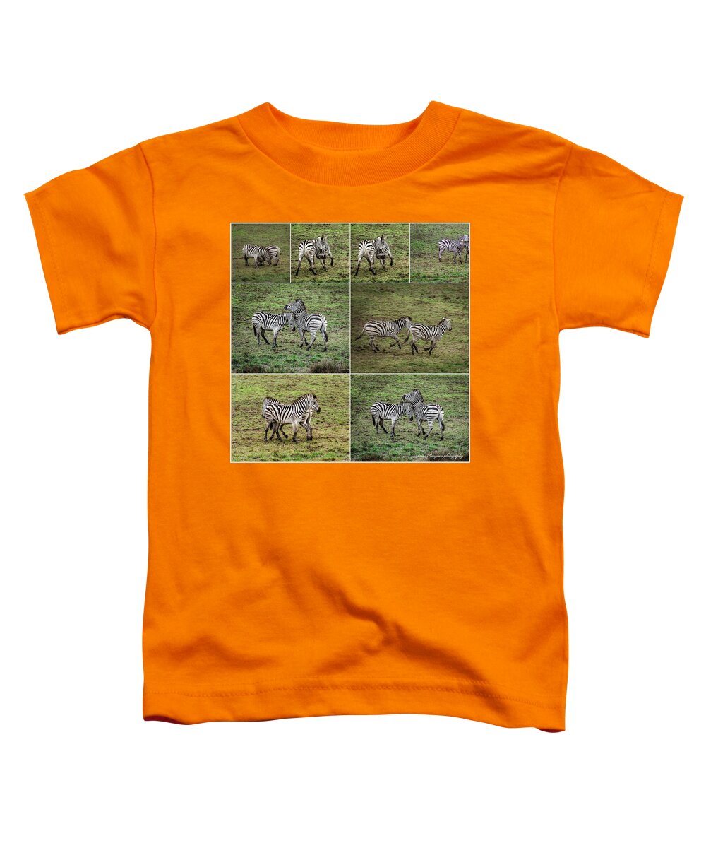 Zebras in play - Toddler T-Shirt