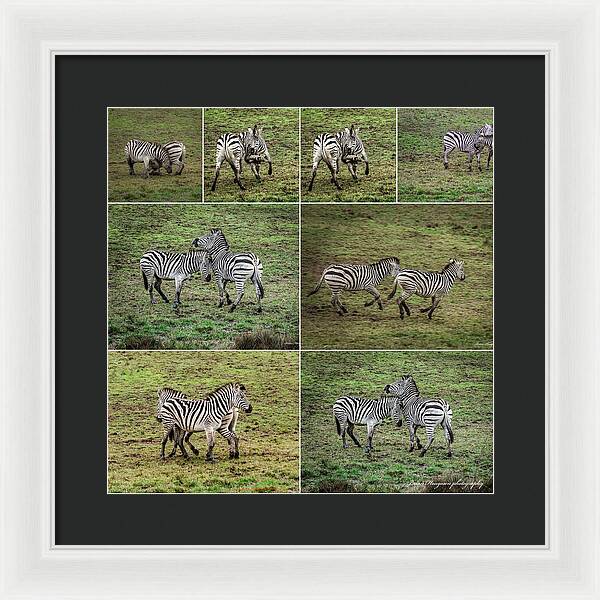 Zebras in play - Framed Print