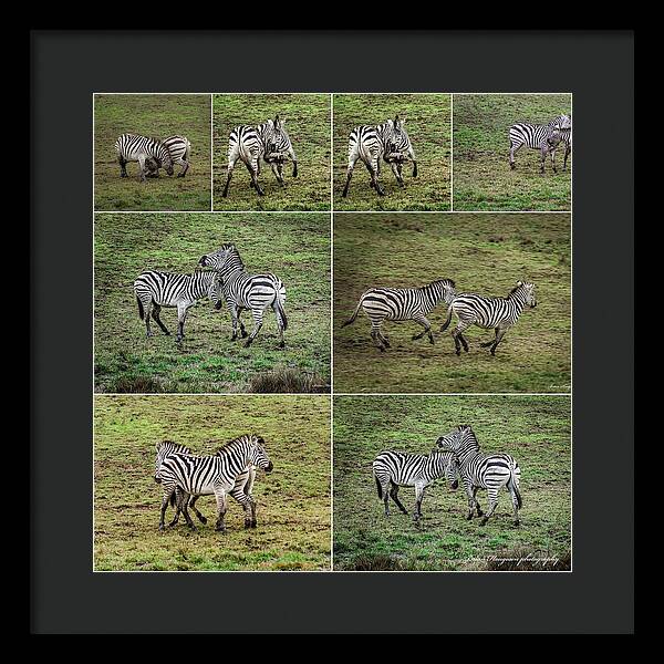 Zebras in play - Framed Print