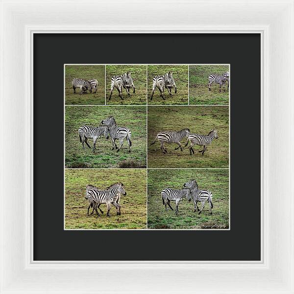 Zebras in play - Framed Print