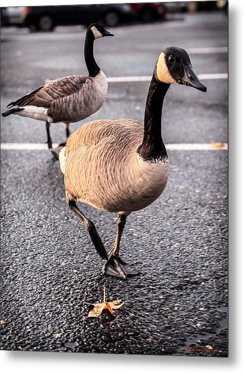 Metal Print