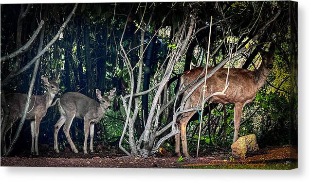 Canvas Print