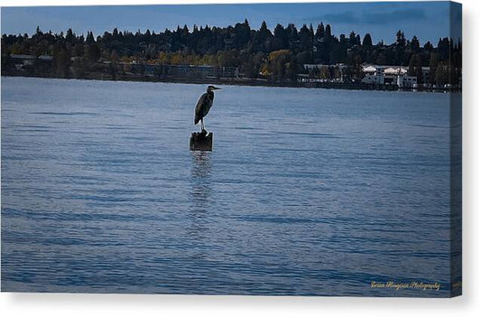 Seagull  1 - Canvas Print