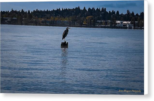 Seagull  1 - Canvas Print