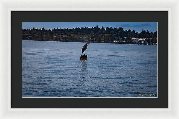Seagull  1 - Framed Print