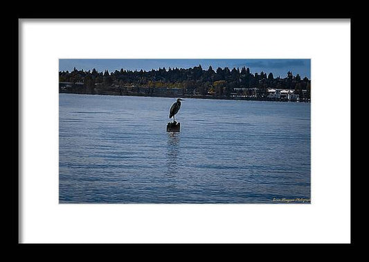 Seagull  1 - Framed Print