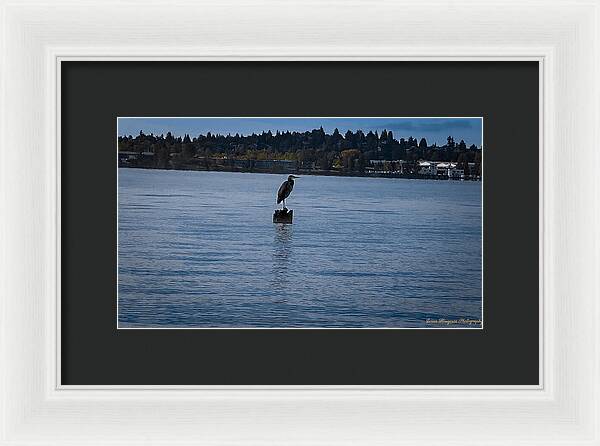 Seagull  1 - Framed Print
