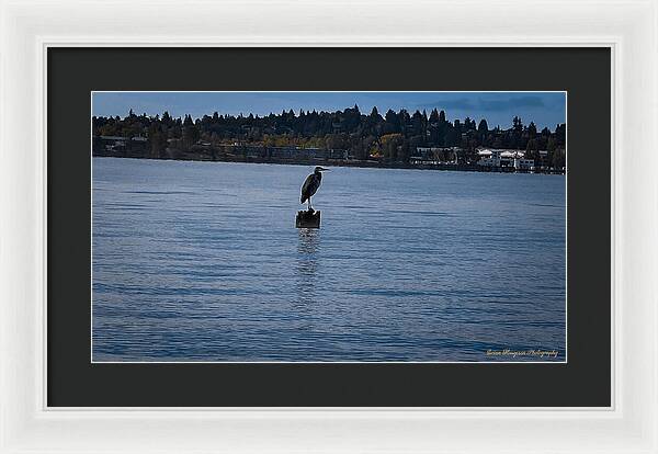 Seagull  1 - Framed Print