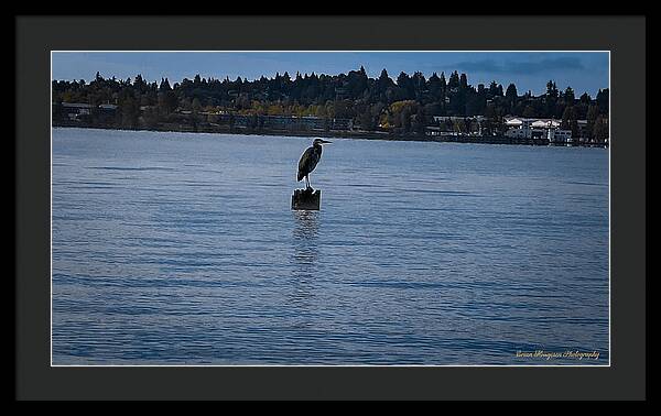 Seagull  1 - Framed Print