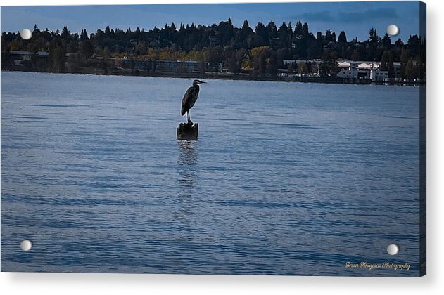 Seagull  1 - Acrylic Print