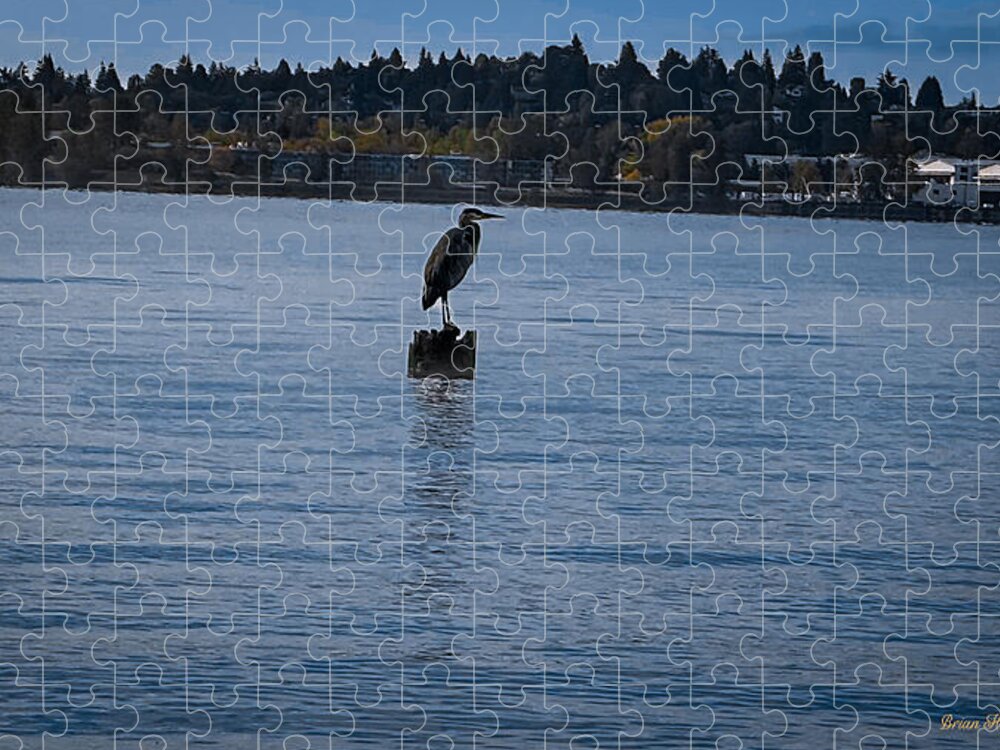 Seagull  1 - Puzzle