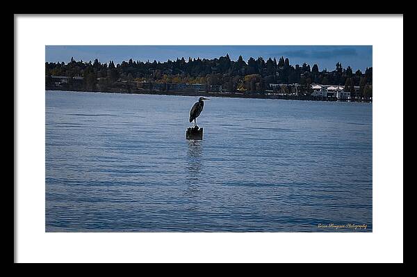 Seagull  1 - Framed Print