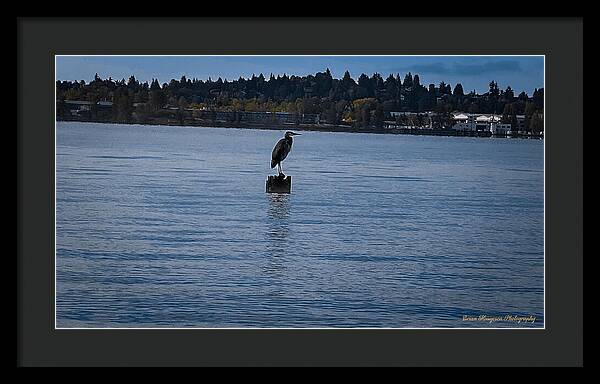 Seagull  1 - Framed Print