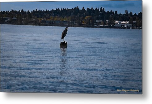 Seagull  1 - Metal Print