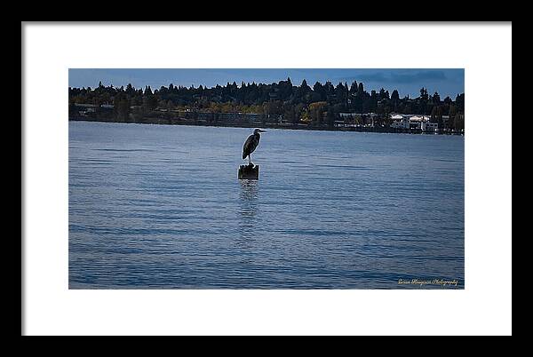 Seagull  1 - Framed Print