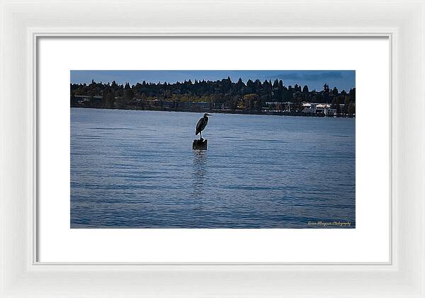 Seagull  1 - Framed Print