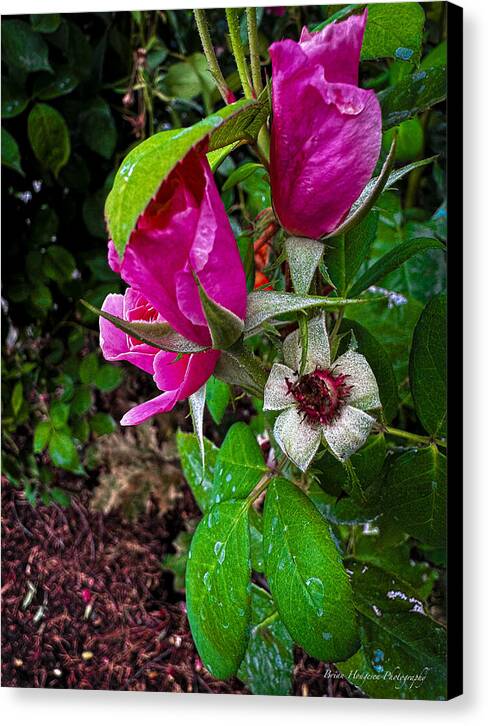 After the rain  - Canvas Print