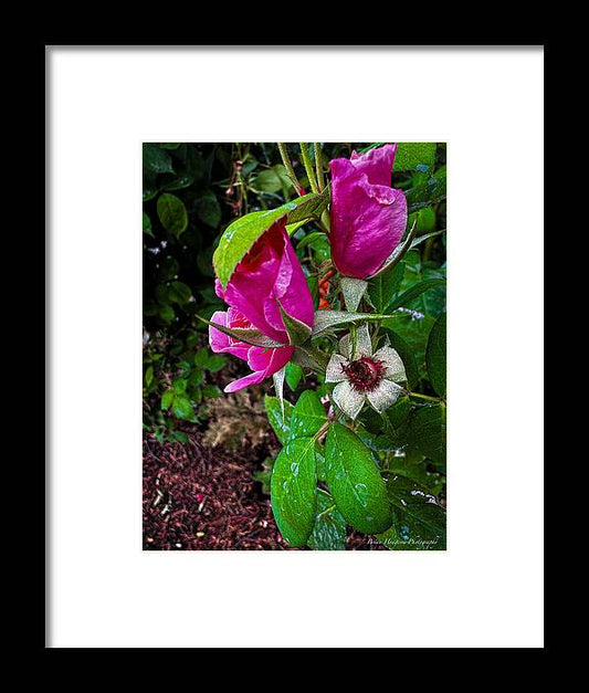 After the rain  - Framed Print