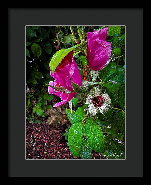 After the rain  - Framed Print