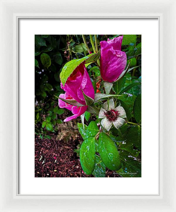 After the rain  - Framed Print