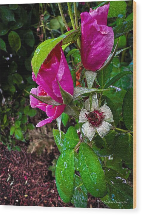 After the rain  - Wood Print