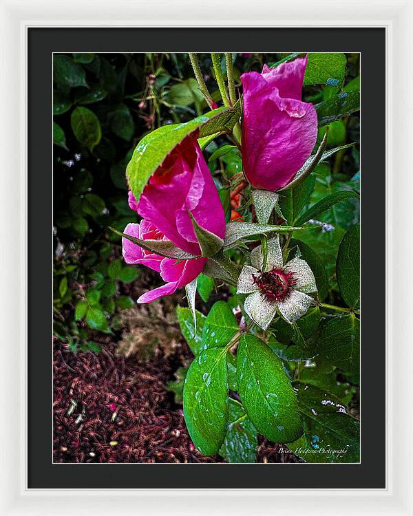 After the rain  - Framed Print