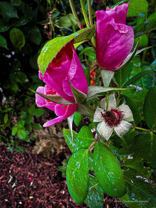 After the rain  - Art Print