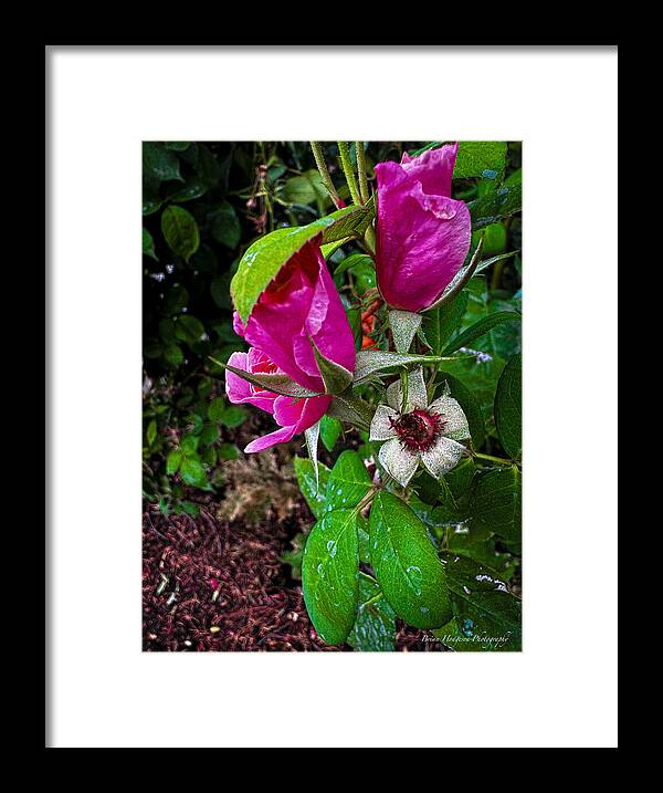 After the rain  - Framed Print