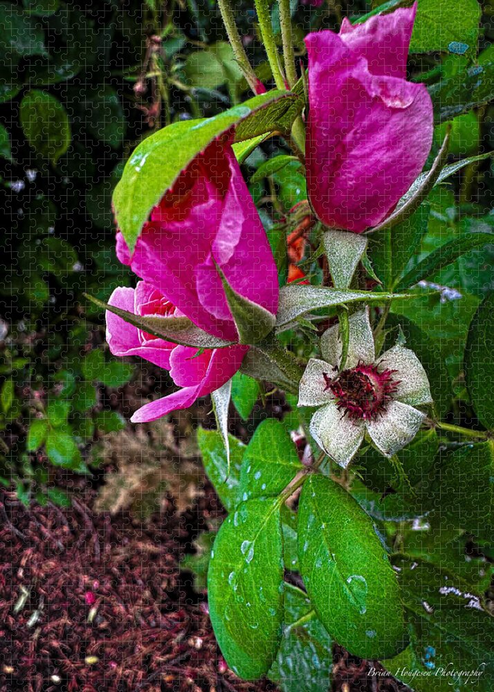 After the rain  - Puzzle