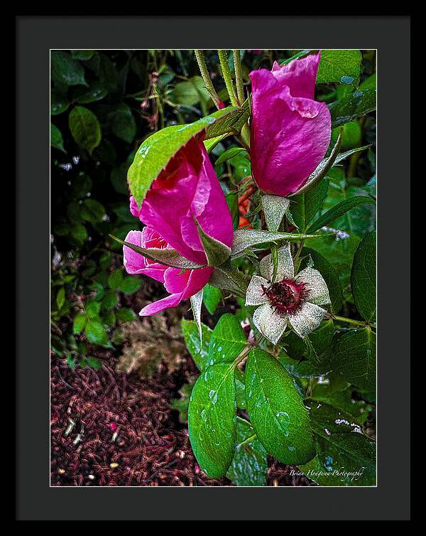 After the rain  - Framed Print