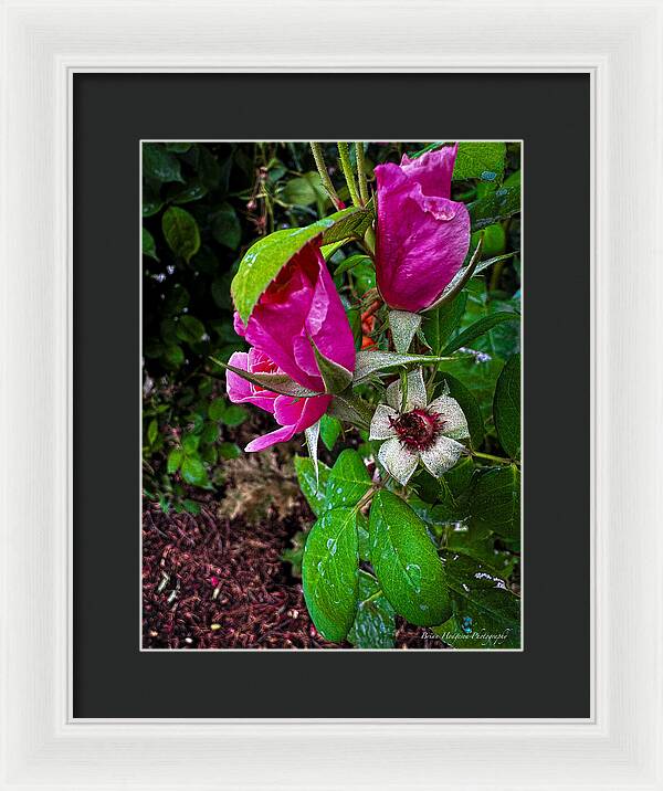 After the rain  - Framed Print