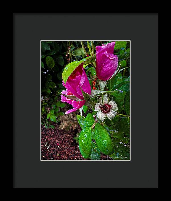 After the rain  - Framed Print
