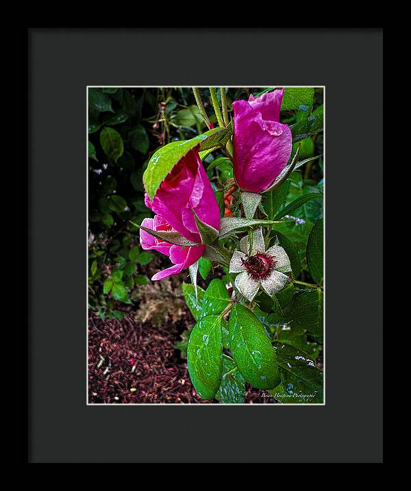 After the rain  - Framed Print