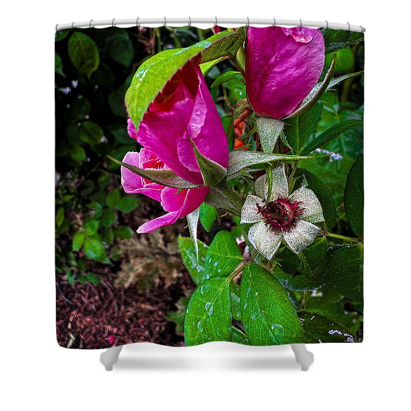 After the rain  - Shower Curtain
