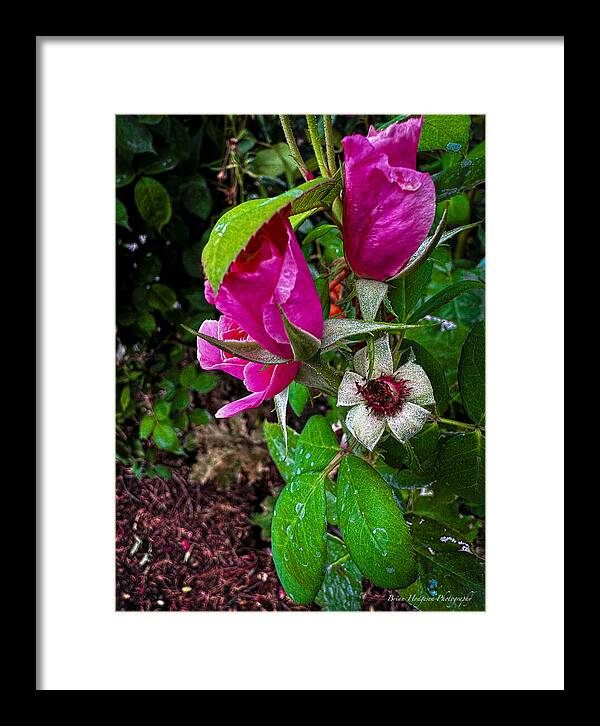 After the rain  - Framed Print