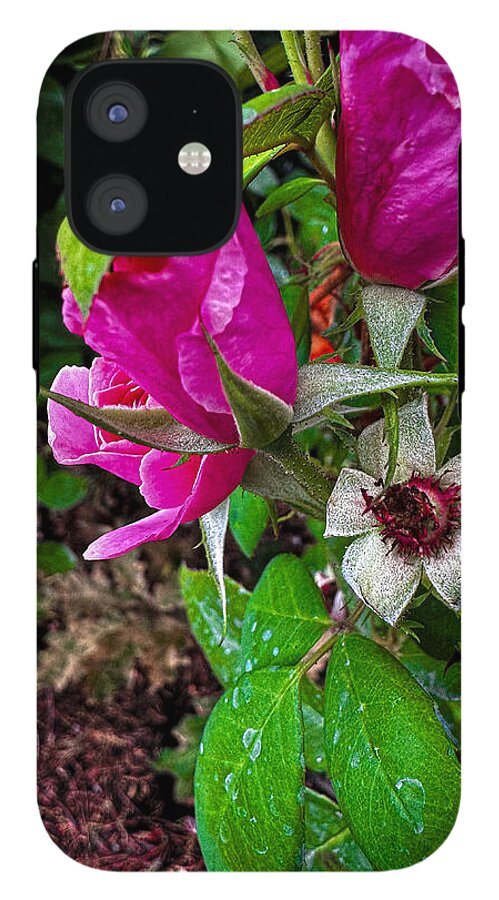 After the rain  - Phone Case