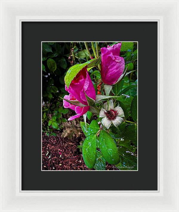 After the rain  - Framed Print