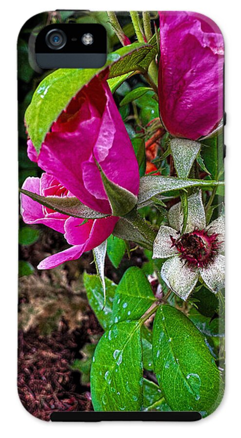 After the rain  - Phone Case