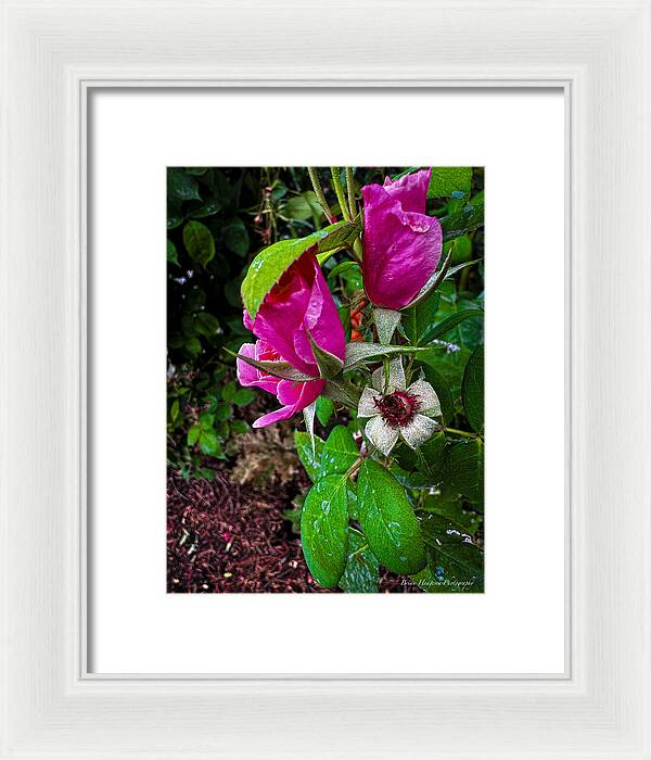 After the rain  - Framed Print