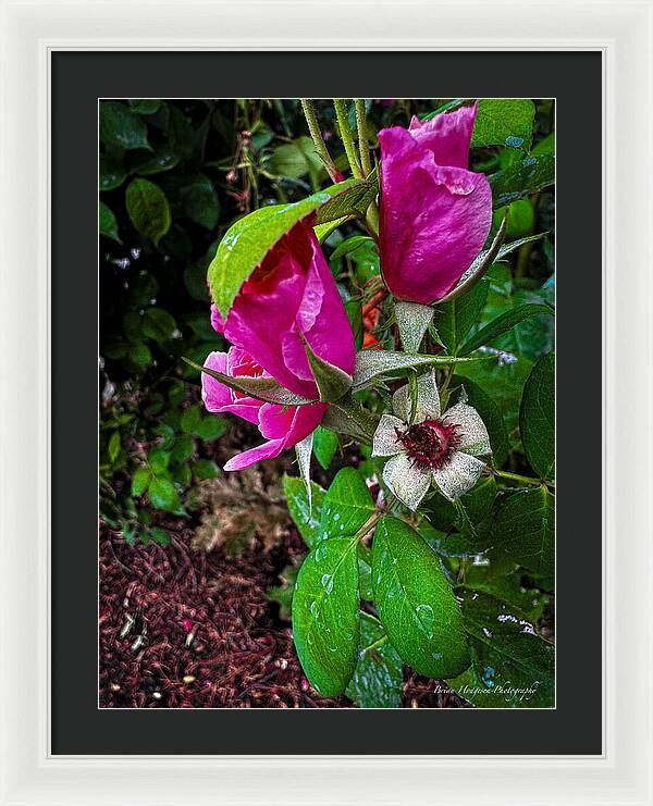 After the rain  - Framed Print