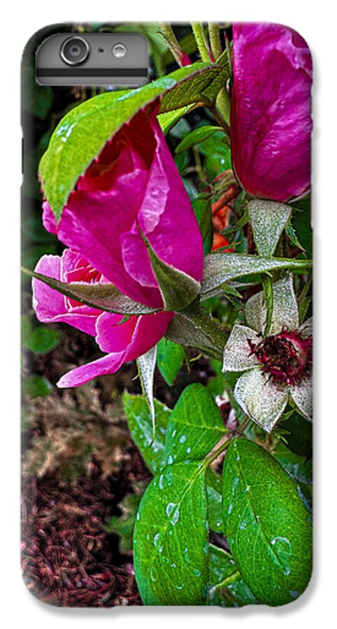 After the rain  - Phone Case