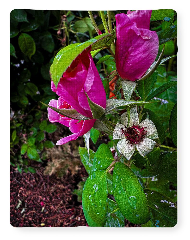 After the rain  - Blanket