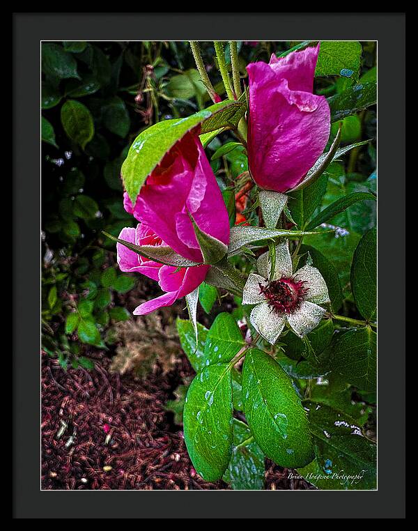 After the rain  - Framed Print