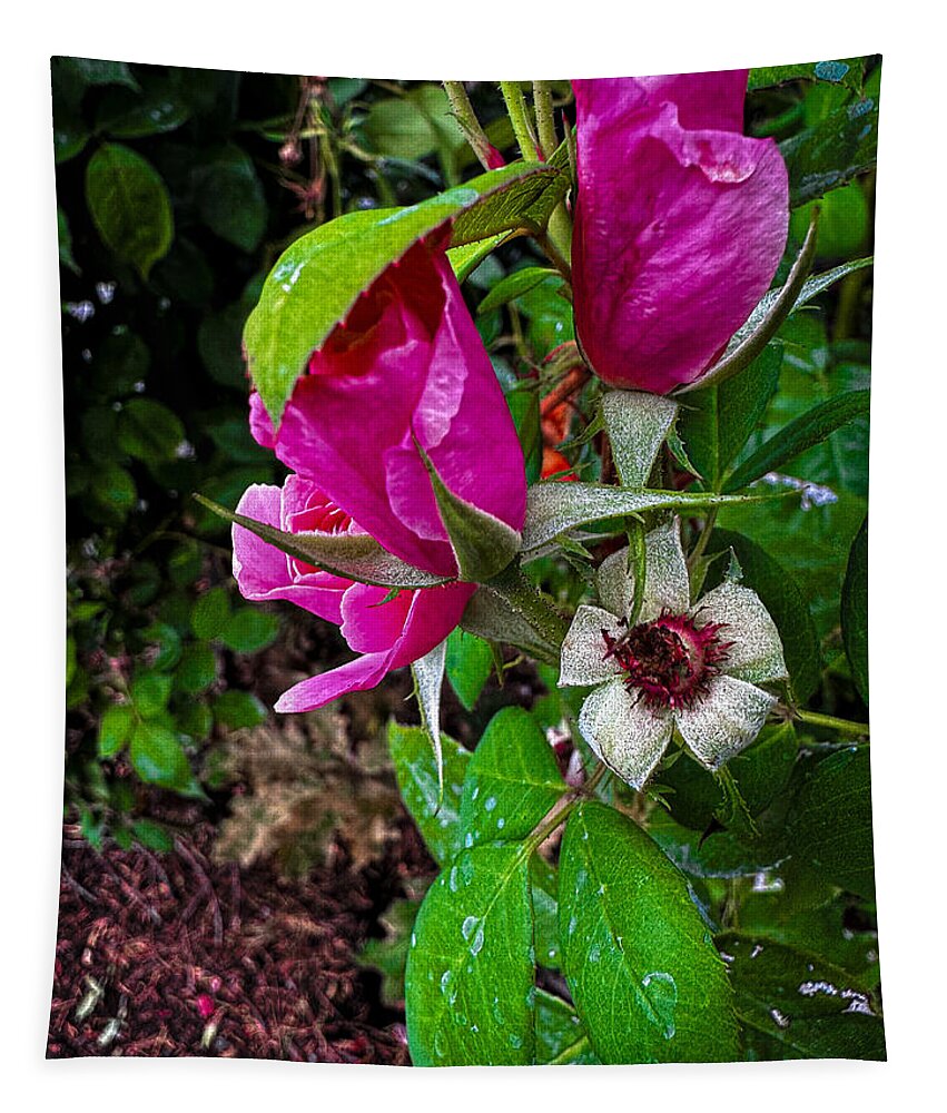 After the rain  - Tapestry
