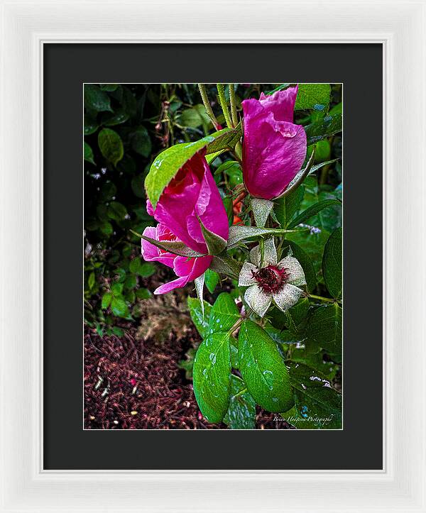 After the rain  - Framed Print