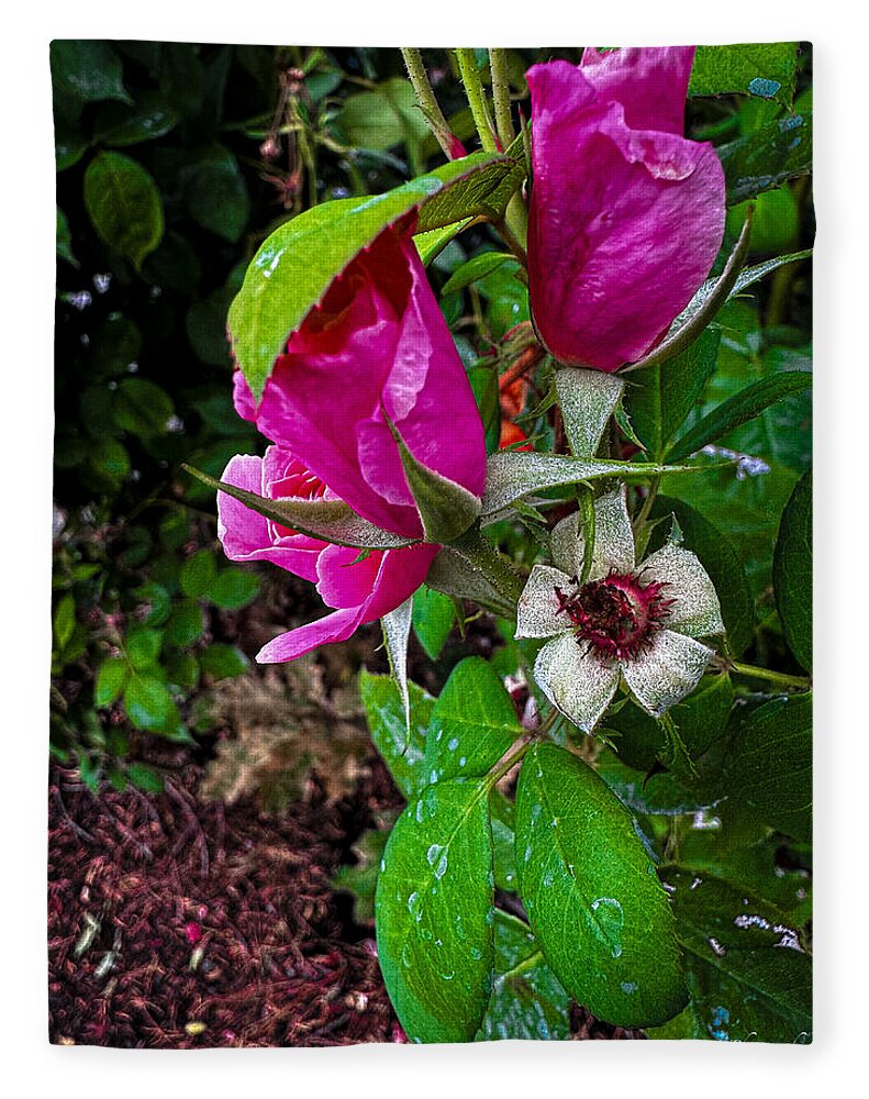 After the rain  - Blanket